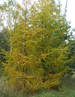 2694-larix-decidua-modrin-opadavy-1